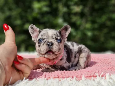 Französische Bulldogge - Bizsu 