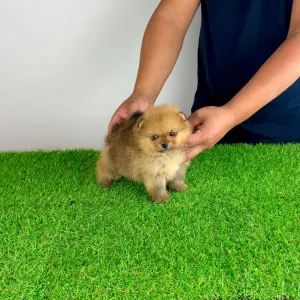 Pomeranian - Texus