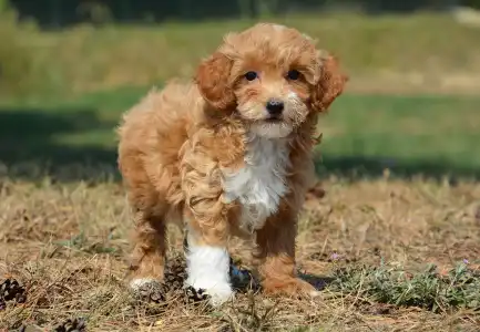 Maltipoo - Arnold