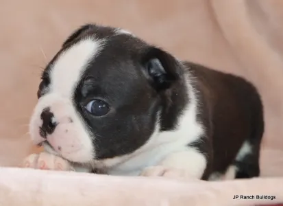 Boston Terrier - Mae Mae On Hold