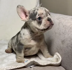 French Bulldog - Denis