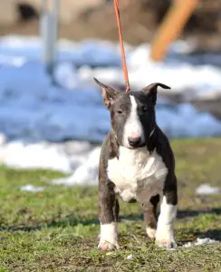 Miniature Bullterrier - Atlasz