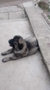 Caucasian Shepherd Dog - Ciklon