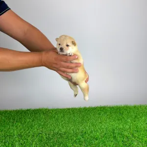 Shiba - Yuki