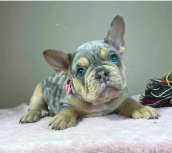 Bouledogue français - Mandy