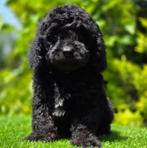 Cavapoo - Mendosa