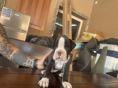 Deutscher Boxer - Lana