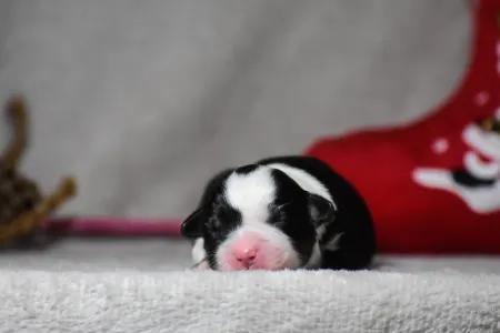 Miniatur amerikanischer Schäferhund - Winstead Of Smoke And Saddle