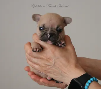Französische Bulldogge - Ben