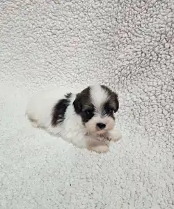 Bichon havanais - Monty