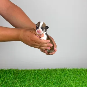 Welsh Corgi Pembroke - Caletto