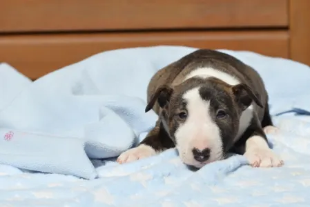 Miniature Bullterrier - Nathan