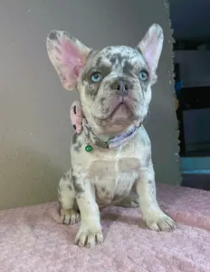 Francia bulldog - Mary