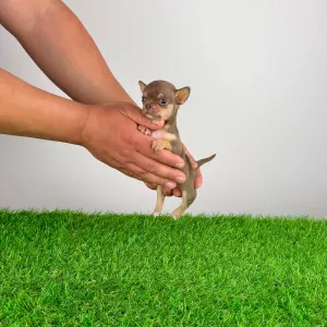 Чихуахуа - Chiquita