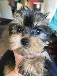 Yorkshire Terrier - Csenge