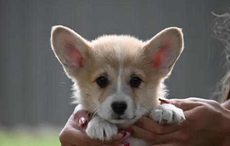 Welsh Corgi Pembroke - Agadír