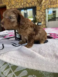 Maltipoo - Bella