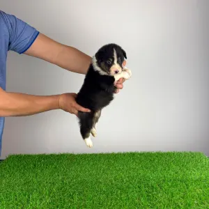 Australian Shepherd - Cash