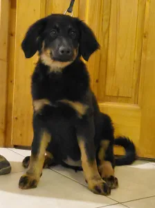 Hovawart - Buda Side Caroll Christmas 