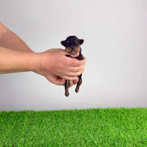 Yorkshire Terrier - Rhea