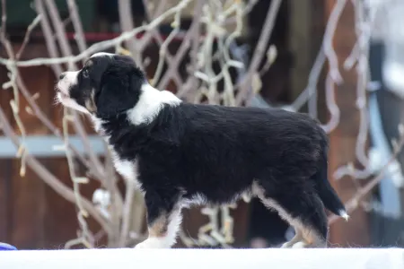 Miniature American Shepherd - Winstead Ode To The Western Sky