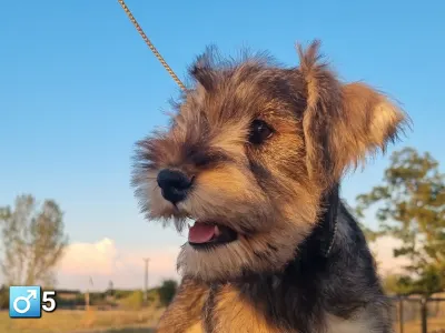 Schnauzer nain - Jim