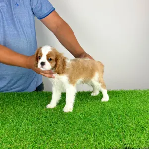 Cavalier King Charles spániel - Orbin