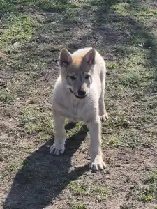 Wilczak czechosłowacki - Wolf
