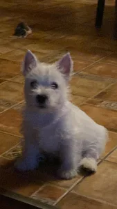 West Highland White Terrier - Valentino Demarcus