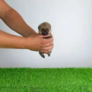 Pomeranian - Tio