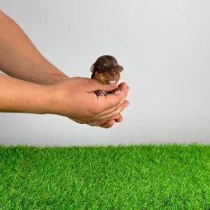 Yorkshire Terrier - Livius