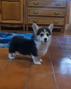 Welsh Corgi Pembroke - Dexter