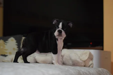 Boston Terrier - Pompás ( Prancer )