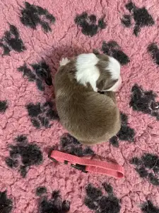 Border Collie - Pink Nyakörv/ Barna Szuka