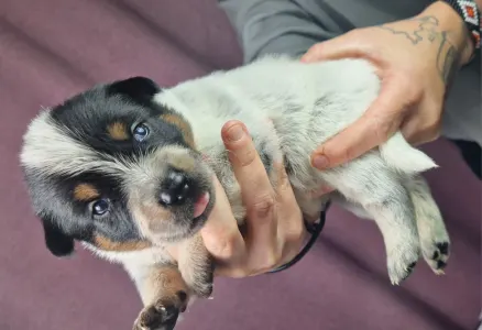 Australian Cattle Dog - Au Revoir La Guerre 