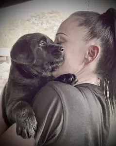 Labrador Retriever - Diasense Labrador Kennel