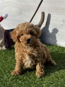 Мальтипу - Kasandra