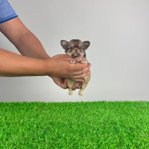 Chihuahua - Jimbo