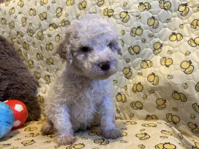 Romagna Water Dog - Zummi Gummi