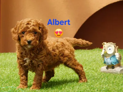 Törpe uszkár - Albert