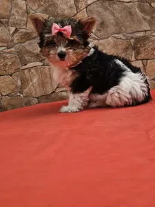 Biewer Terrier - Bianka