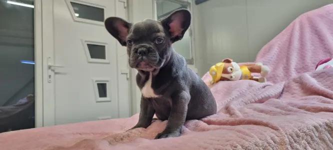 French Bulldog - Luna