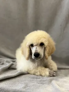 Poodle Standard - White Standard Puppy