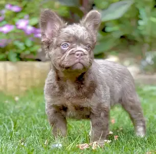 Bouledogue français - Steel Wing Bullz Royal