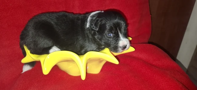 Border Collie - Negró