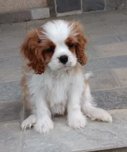 Cavalier king Charles spaniel - Paddington