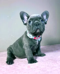 French Bulldog - Brad