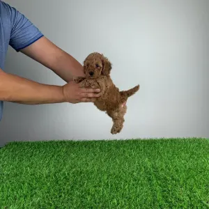 Caniche Nain - Gloria 