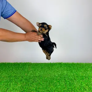 Yorkshire Terrier - Zico