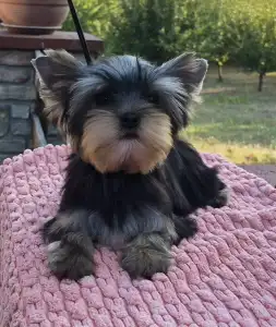 Yorkshire Terrier - Quaff (show And Breeding Potential)